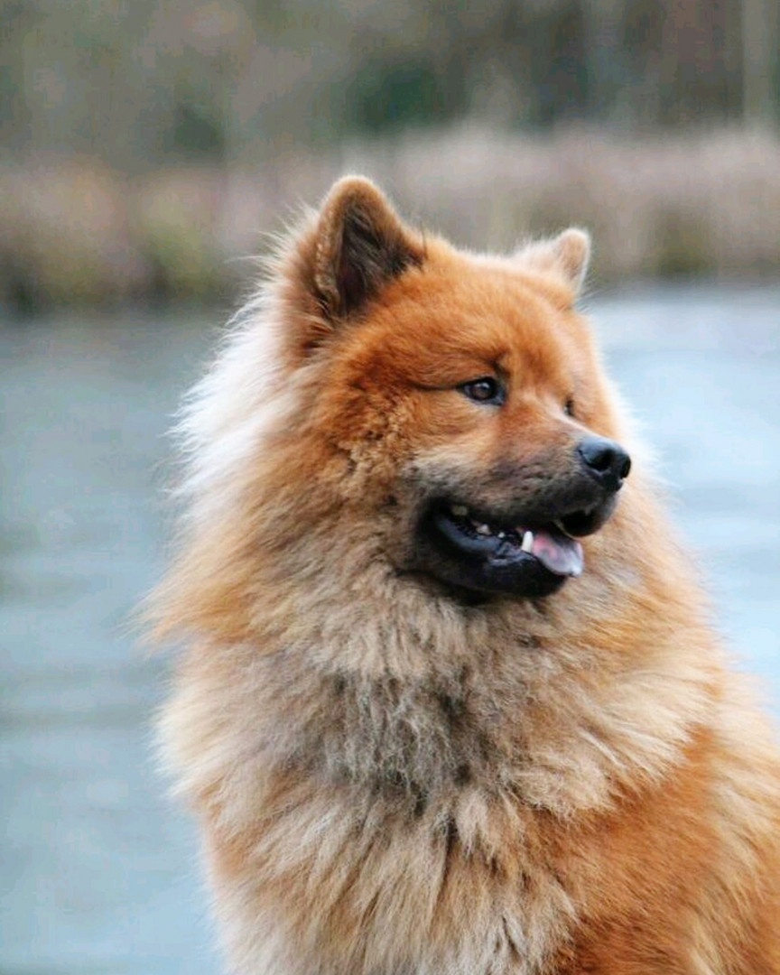 Carino der Eurasier 