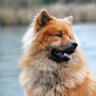 Carino der Eurasier 