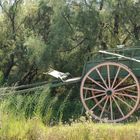 Cariole en Camargue