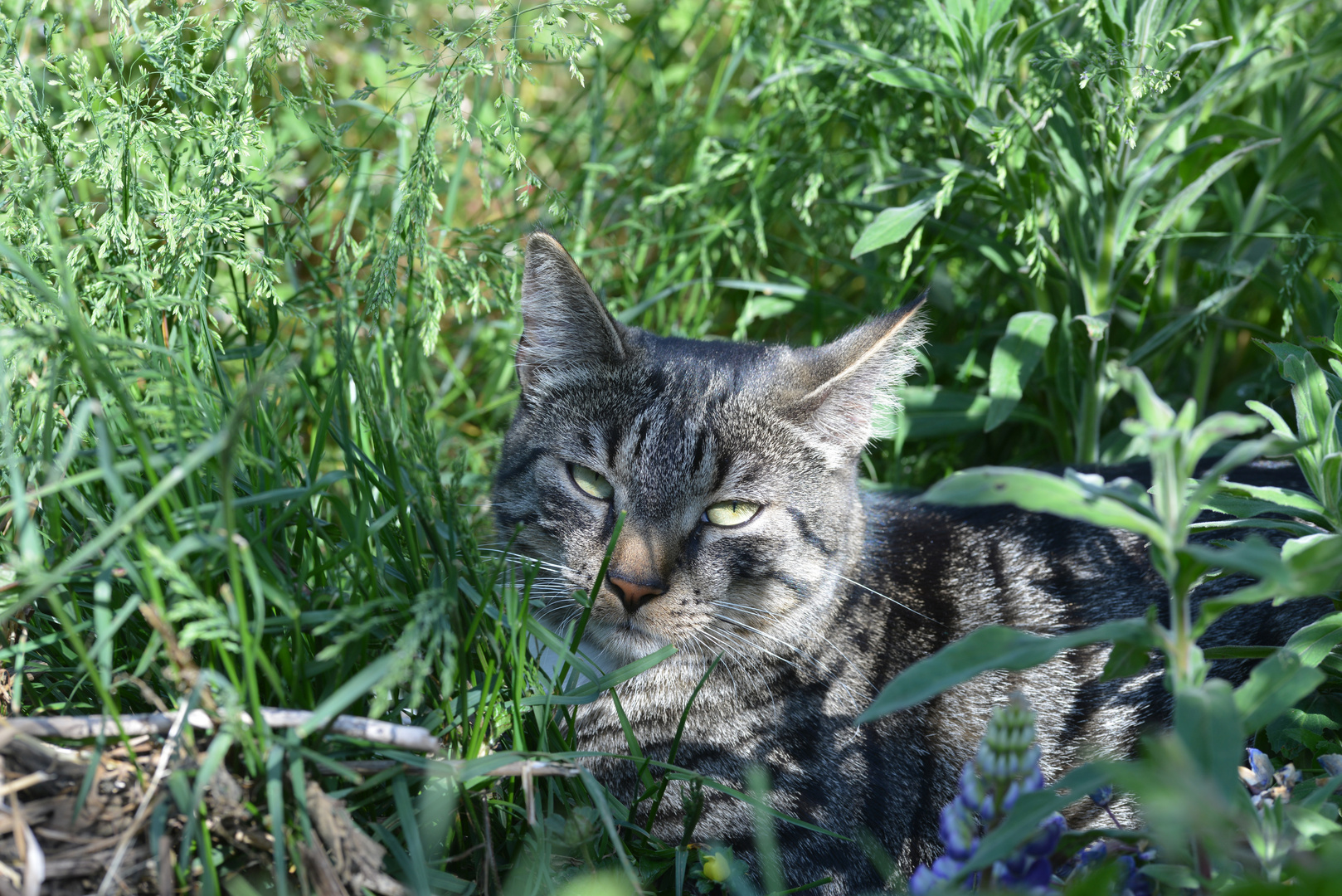 Carl (wartet nur...in ´nem halben Jahr bin ich ausgewachsen) 02062020