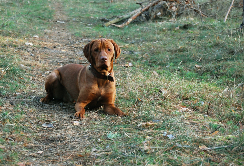 Carlchen allein im Wald