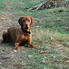 Carlchen allein im Wald