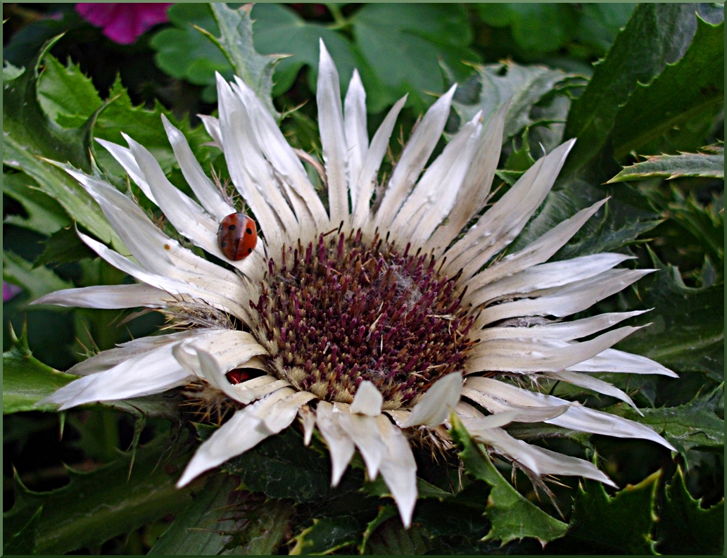 Carlina acaulis