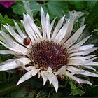 Carlina acaulis