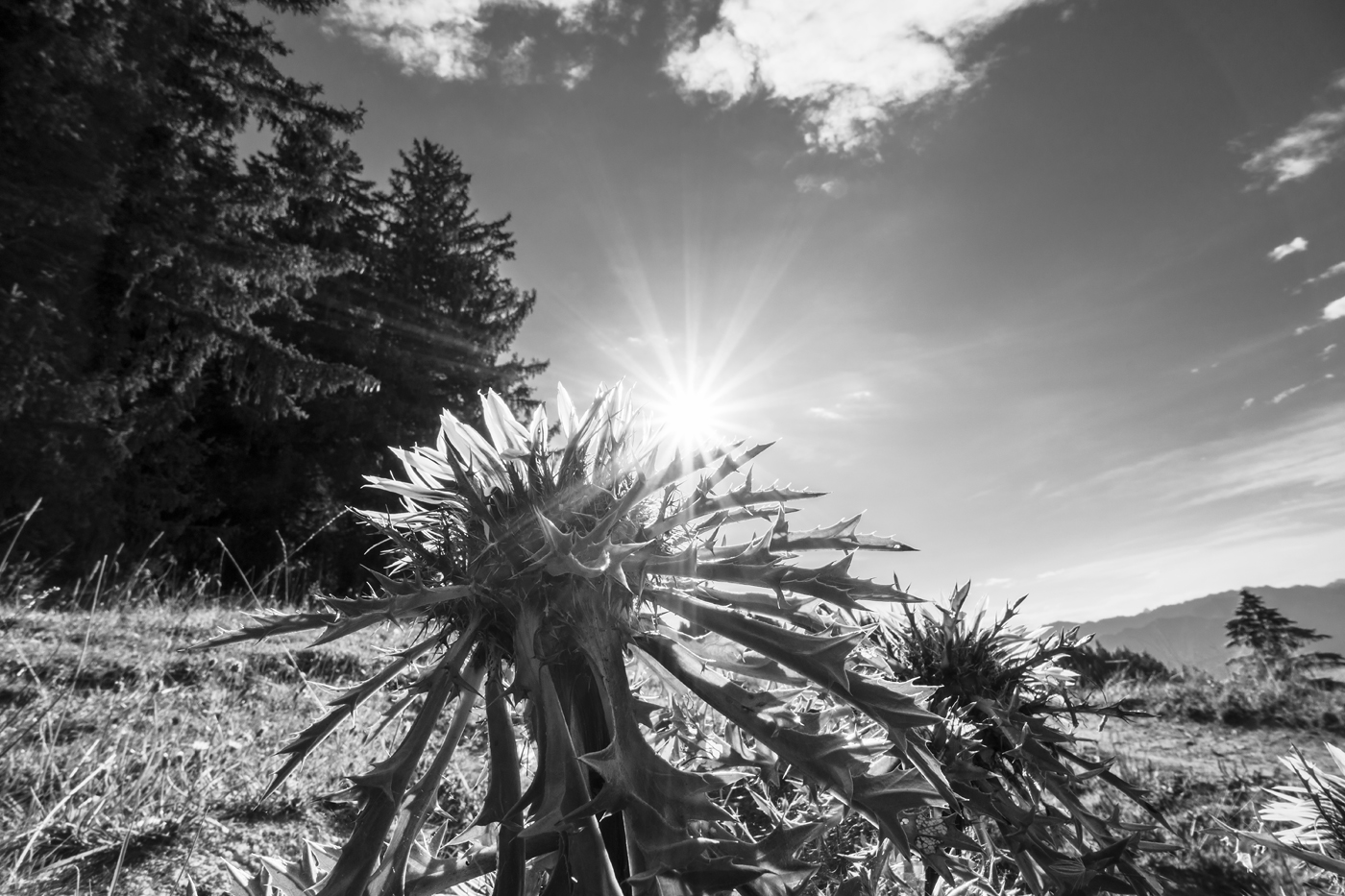 Carlina acaulis 