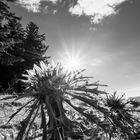 Carlina acaulis 