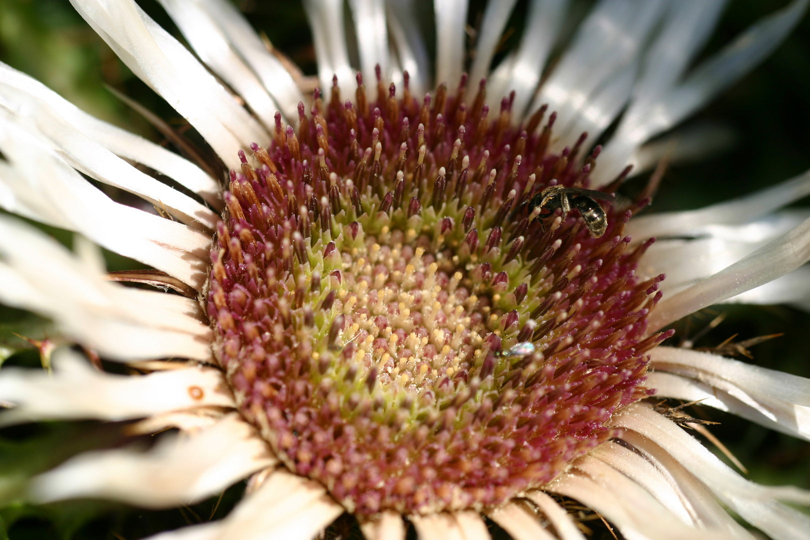 Carlina Acaulis