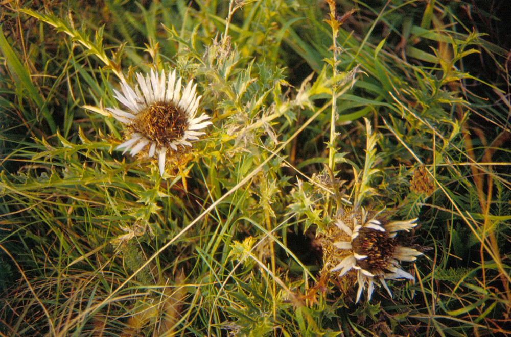 Carlina acaulis, die Silberdistel