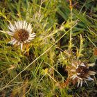 Carlina acaulis, die Silberdistel