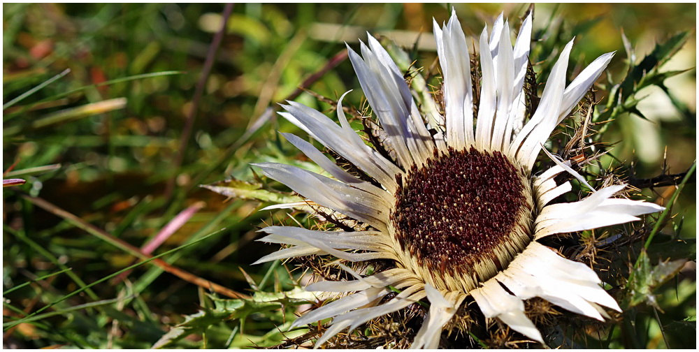 Carlina acaulis - (Silberdistel)