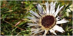 Carlina acaulis - (Silberdistel)