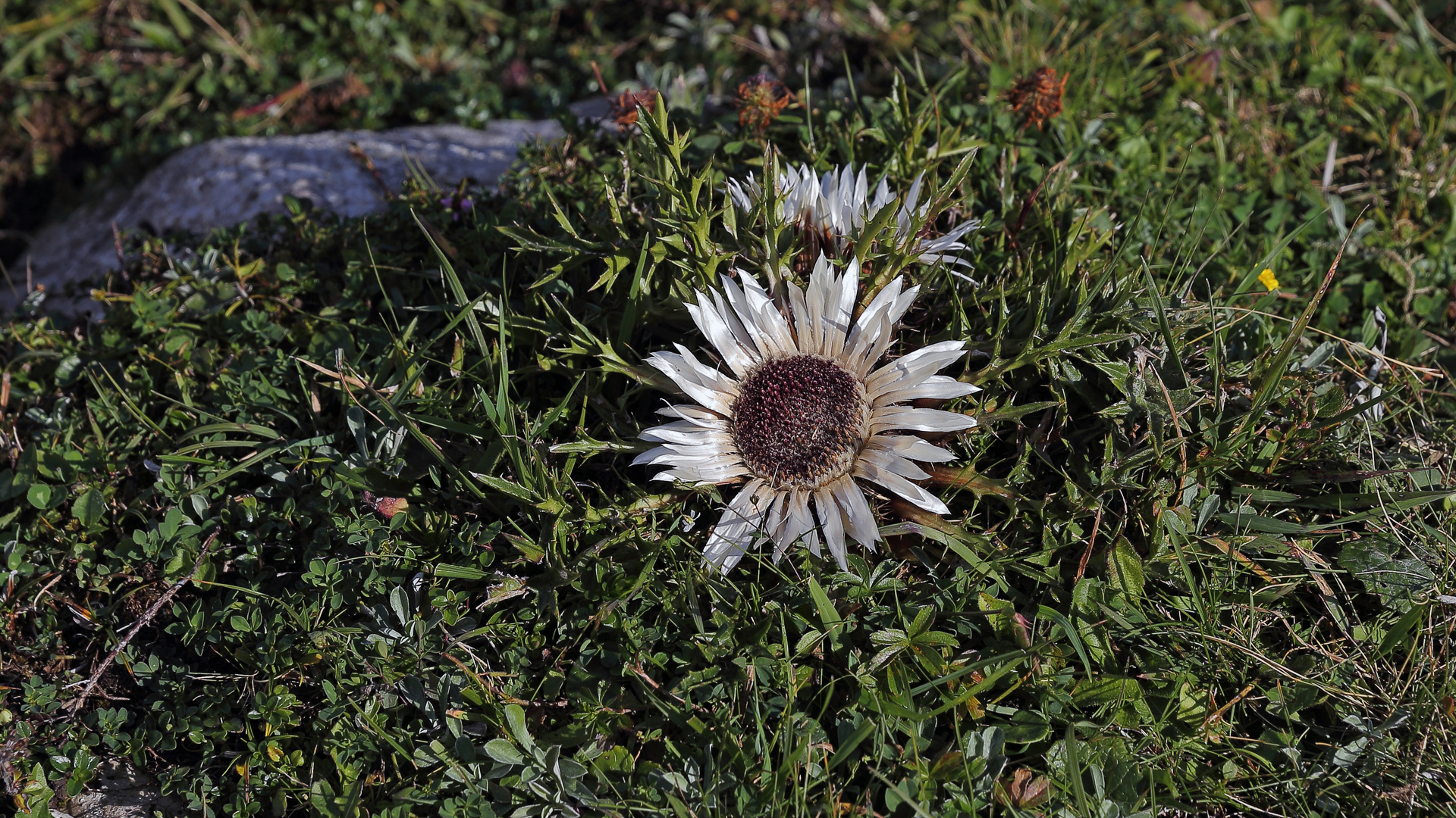 Carlina acaulis - Silberdistel am Naturstandort in Oberbayern 