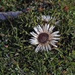 Carlina acaulis - Silberdistel am Naturstandort in Oberbayern 