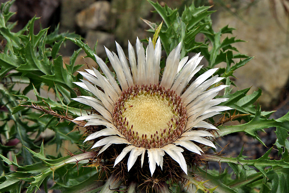 Carlina acaulis - Silberdistel Nummer eins 2009 im Alpinum und ich...