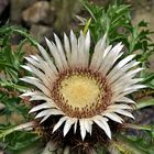 Carlina acaulis - Silberdistel Nummer eins 2009 im Alpinum und ich...