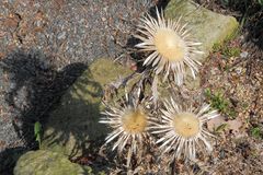 Carlina acaulis - Silberdistesl von 2011, die sich immer noch bei jeder Sonne öffnen...