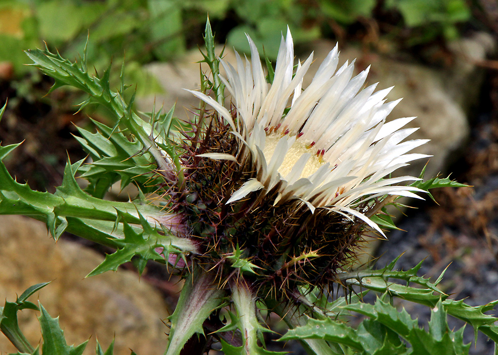 Carlina acaulis zum zweiten