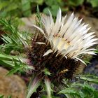 Carlina acaulis zum zweiten