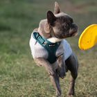 Carlo mit Frisbeescheibe