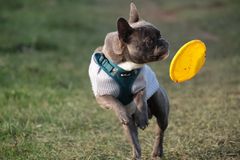 Carlo mit Frisbeescheibe