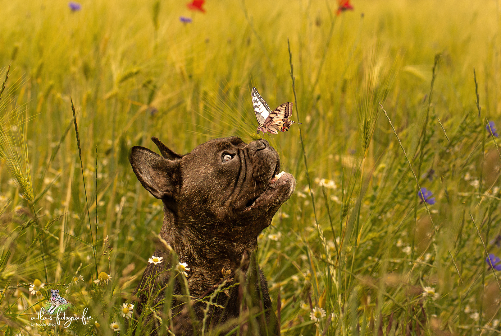 Carlo und der Schmetterling 