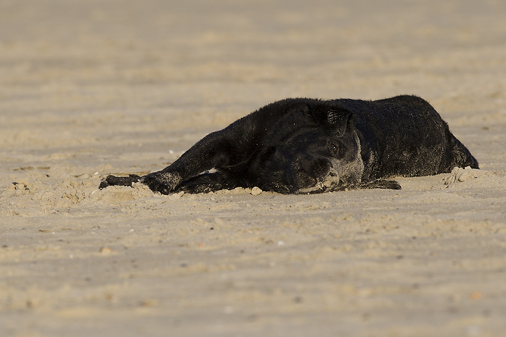 Carlos am Strand