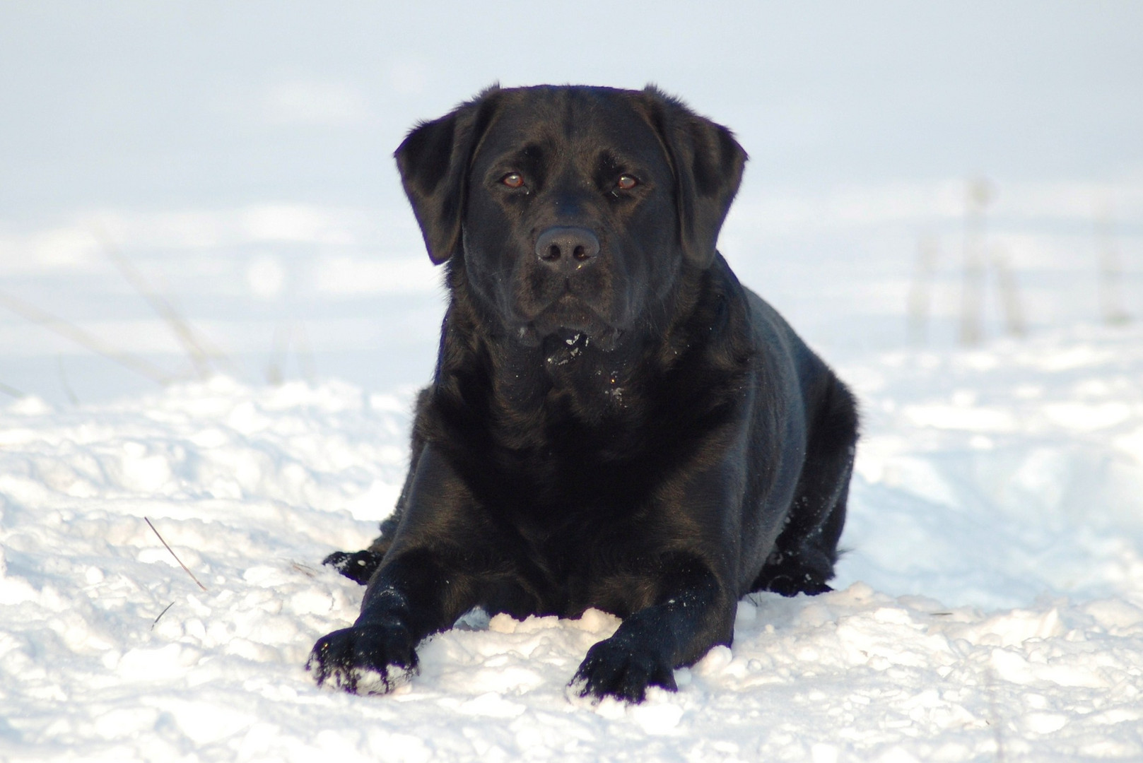 Carlson im Schnee Januar 2010