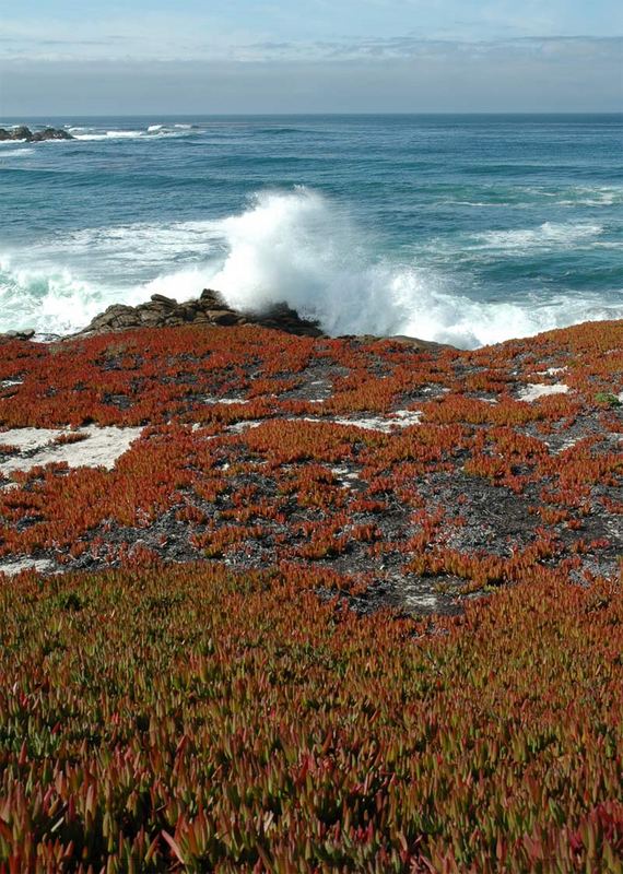 Carmel - 17mile Drive