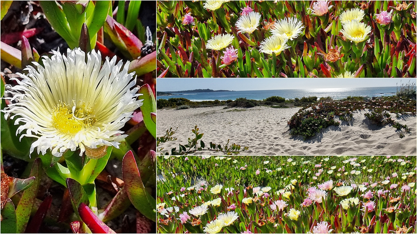 Carmel-By-The -Sea