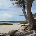 Carmel by the sea