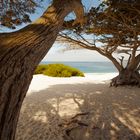 Carmel by the sea