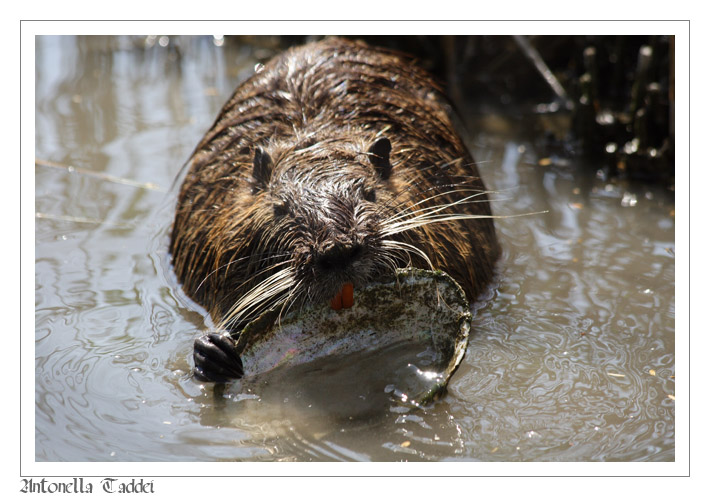 Carmela la Nutria