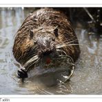 Carmela la Nutria