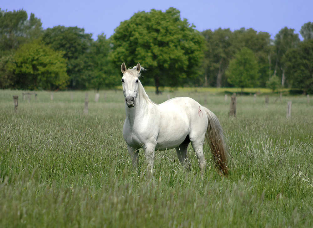 Carmelita auf der Weide