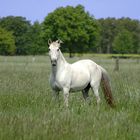 Carmelita auf der Weide