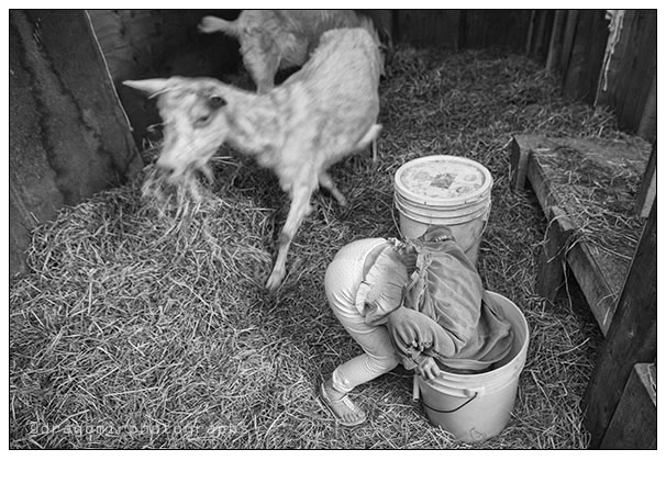 Carmen And Goats