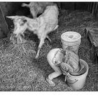 Carmen And Goats