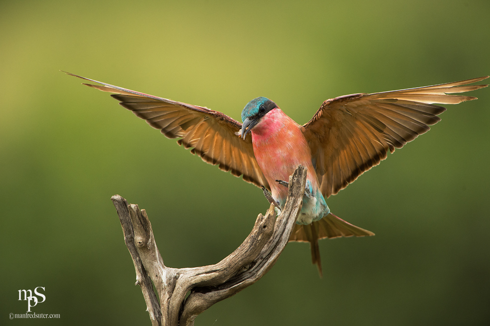 Carmin Bee Eater