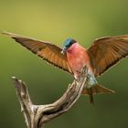 Carmin Bee Eater