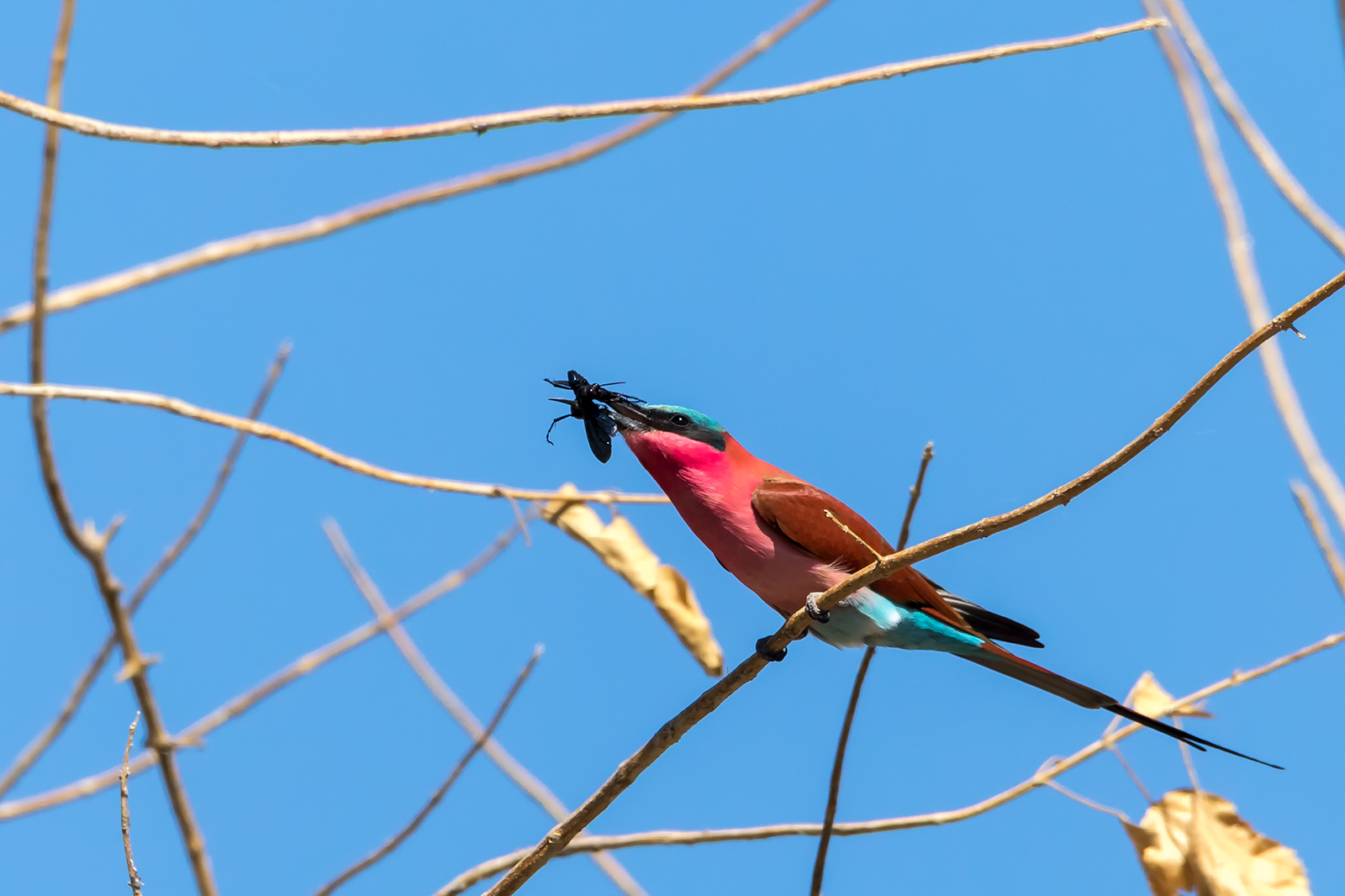 carmine bee-eater