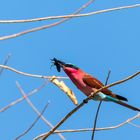 carmine bee-eater