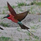 Carmine Bee-eater