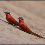 Carmine Bee-eater