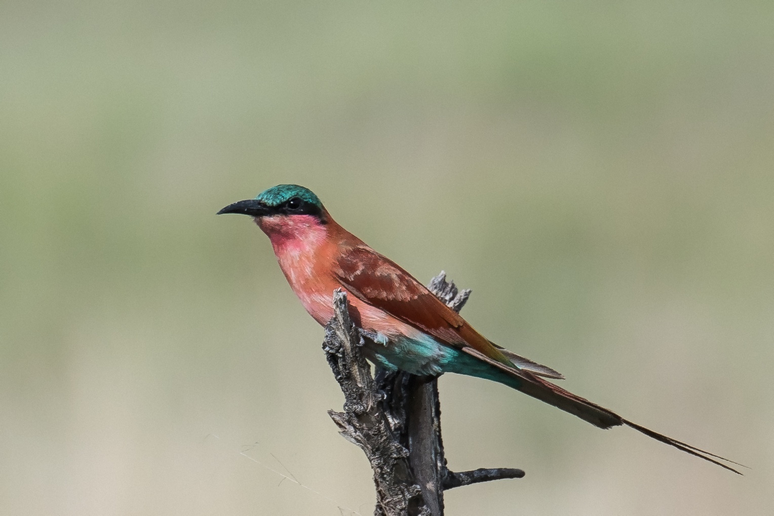 Carmine Bee-Eater