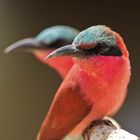 Carmine Bee-eater