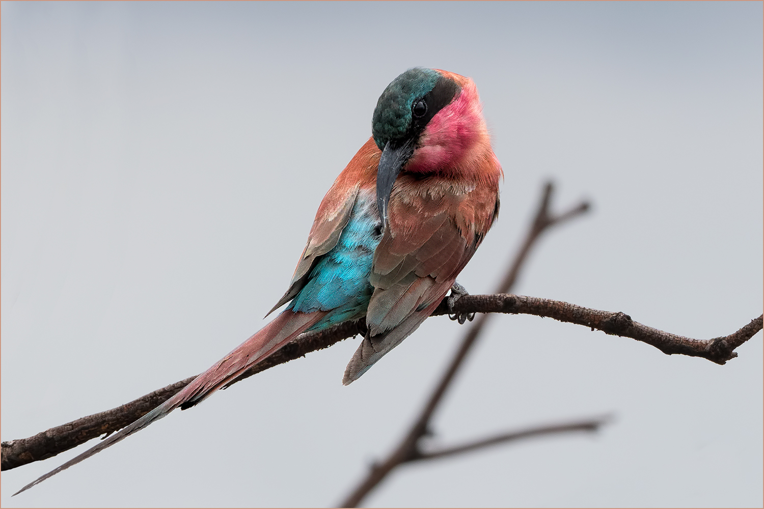 carmine-bee-eater