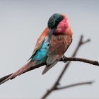 carmine-bee-eater