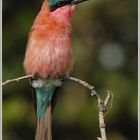 Carmine Bee-eater, Karminspint (Merops nubicoides)