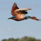 Carmine Bee-Eater, Okavango-Delta, Botswana