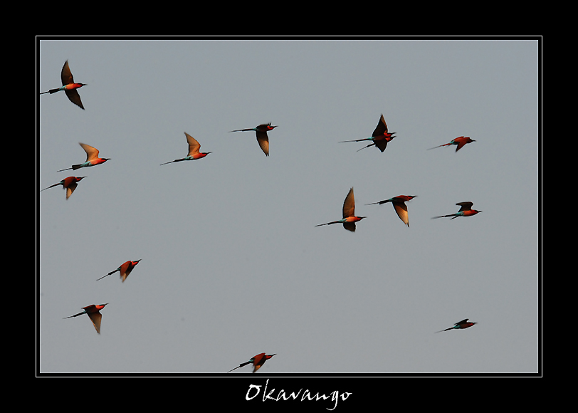 Carmine Bee-eaters